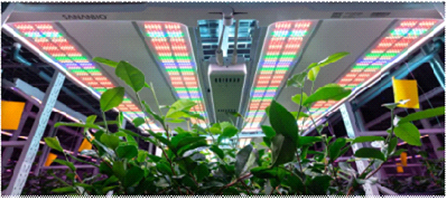 官网植物.png 官网植物.png